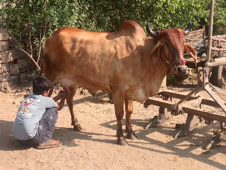 ગાય,હોરકી વેશવાનીછે