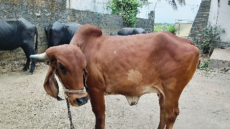 વેચવાની છે