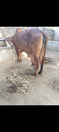 ગીર ગાય વેસવાની સે