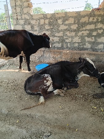 આ 2 ઓળકા વેચાણ માટે સે