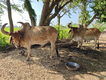 બળદ વેચવાના છે