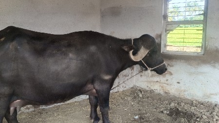 ભેંસ વેચવાની છે