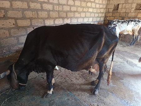 ગાય વહેચવાની છે