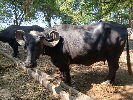 ભેંસ વેચવાની છે