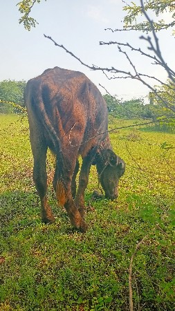 વેસવાના છે