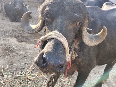 ભેસ વેસવાની છે