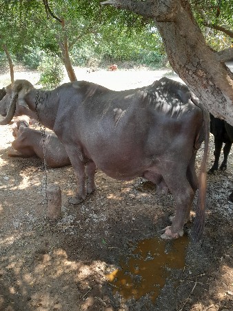 ભેસ વેચવાની છે