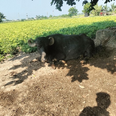 ભેંસ વેચવાની છે
