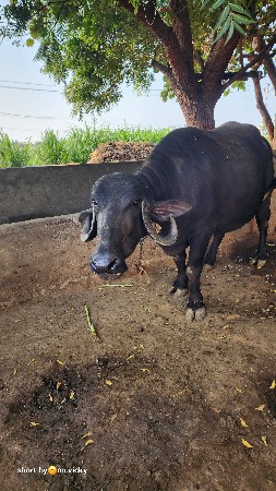 khadeli vechvani che