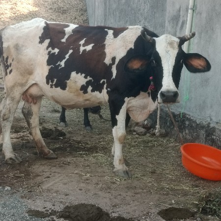એસ ફ બાવરી
