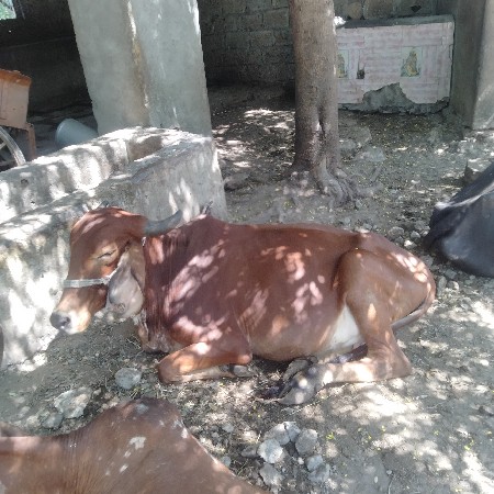 આઠ મહિના ગાભણ