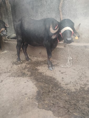 વી.દીવસનીકાચીછે