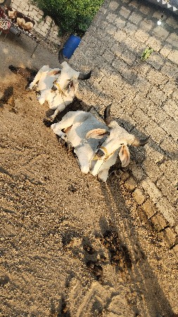 ગોધલા 1 વાવણી વાવી