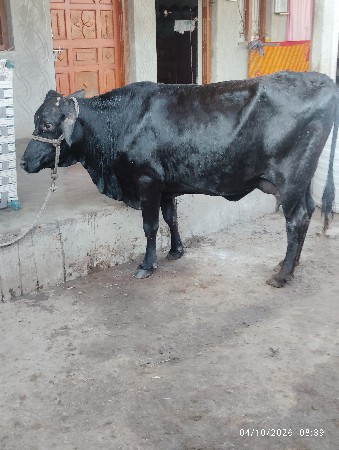 આ બે ગાયુ વેચવાની છે