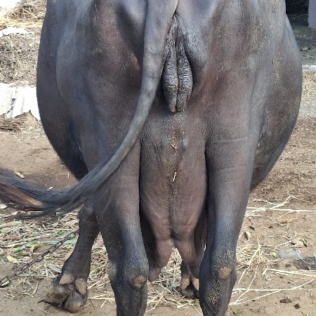 ભેંસ વેચવાની છે.