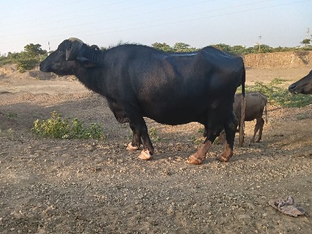 Anna 3 15 din kachi