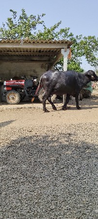 ભેંસ વેચવાની છે
