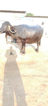 gabhani 10 divash kasi