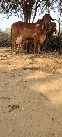 3 વેતર ગાભણ