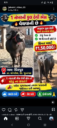 ભેસ વેસવાની છે