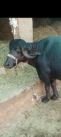 ભેંસ વેચવાની છે