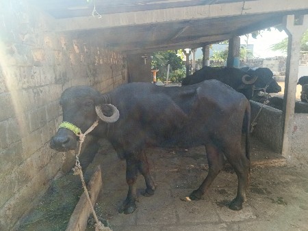 ખોડેલી વેચવાની છે ખોડેલી વેચવાની