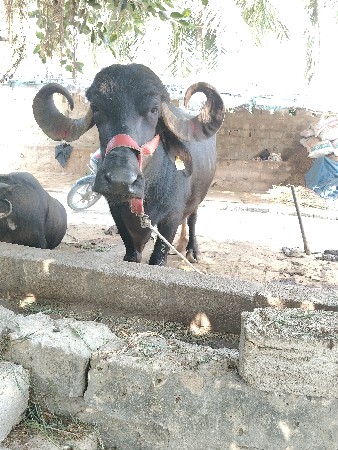 ભેંસ વેચવાની છે