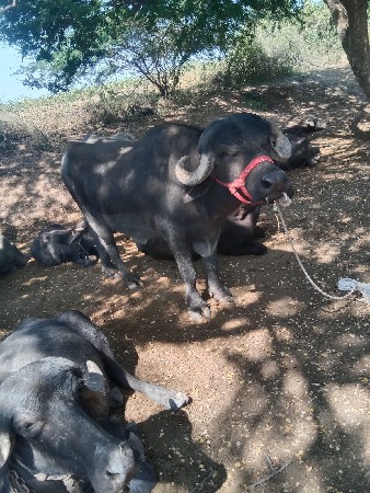 પાડો વેચવાનો છે