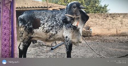 ગાય વેચવાની છે