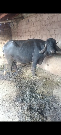 ભેસદેવાનીસે