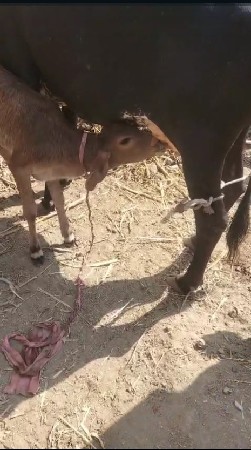 ગાય વેચવાની છે