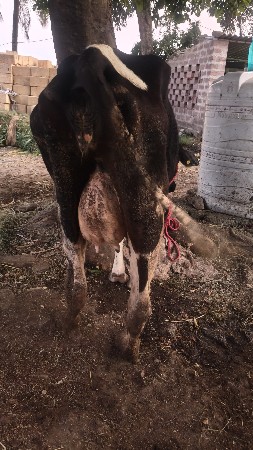 hf ક્રોસ