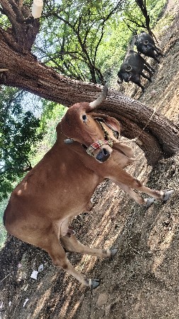 વેચવાની સે