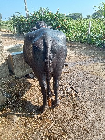 ભેંસ વેચવાની છે