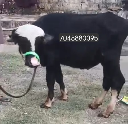 પાડો વેચવાનો છે