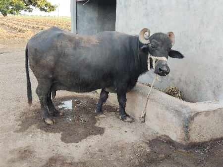 ભેંસ