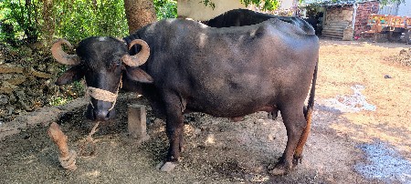 ભેંસ વેચવાની છે