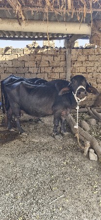 બેય ભેસો વેચવાની છે