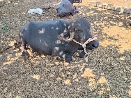 ભેંસ વેચવાની સે