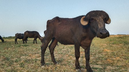 પાડો વેચવાનો છે