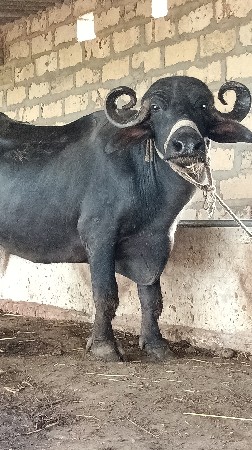 3 વેતર