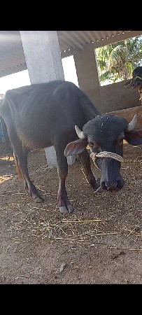 3 ખડેલી વેચવાની સે
