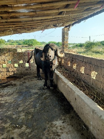પાડો