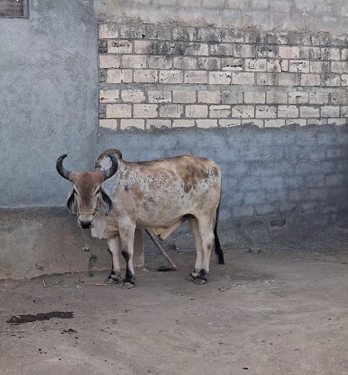 બળદ વેચવાનો છે બધી જવાબ દારી