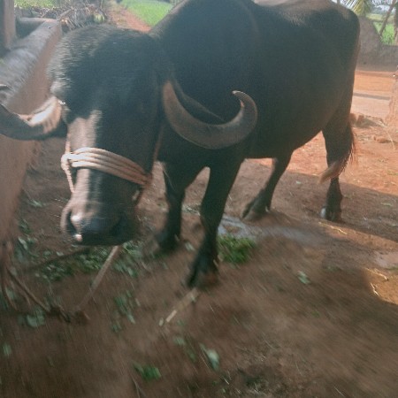 પેલુવેતરૂ વેશવાનુછે