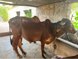 ગીર ગાય વેચવાની છે
