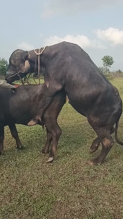 જાફરો પાડો વેસ્વા નો છે