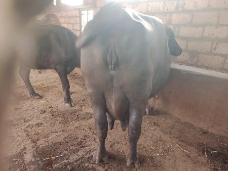 ભેંસ વેચવાની છે