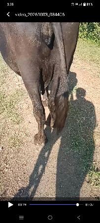 ભેંસ વેચવાની છે