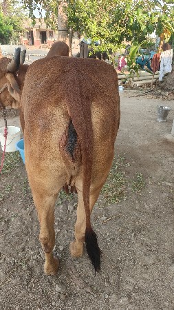 ગાય વેચવાની છે